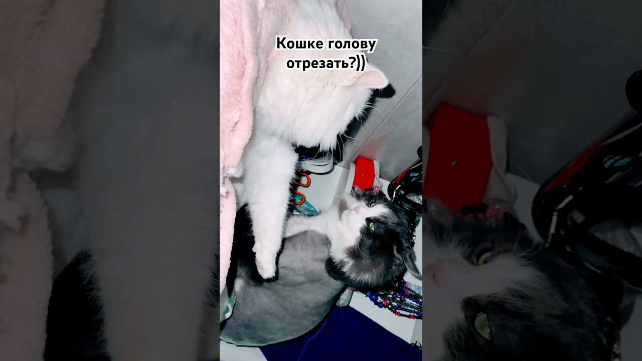 Не поделили 😆Подпишись) 