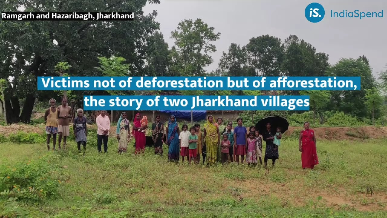 Chop Trees, Then Compensate For Them - At Whose Cost? | IndiaSpend