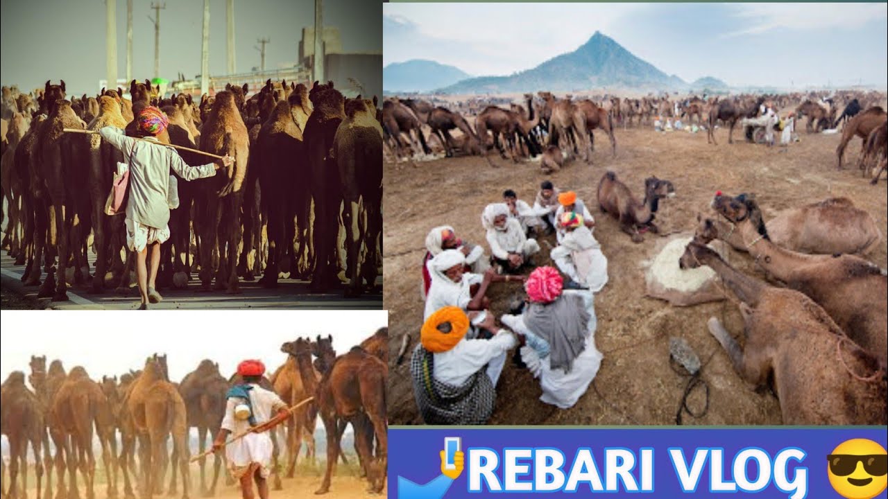 🐪 रेबारी समाज ऊंट को पानी पिलाते हुए ll REBARI Samaj Camel 