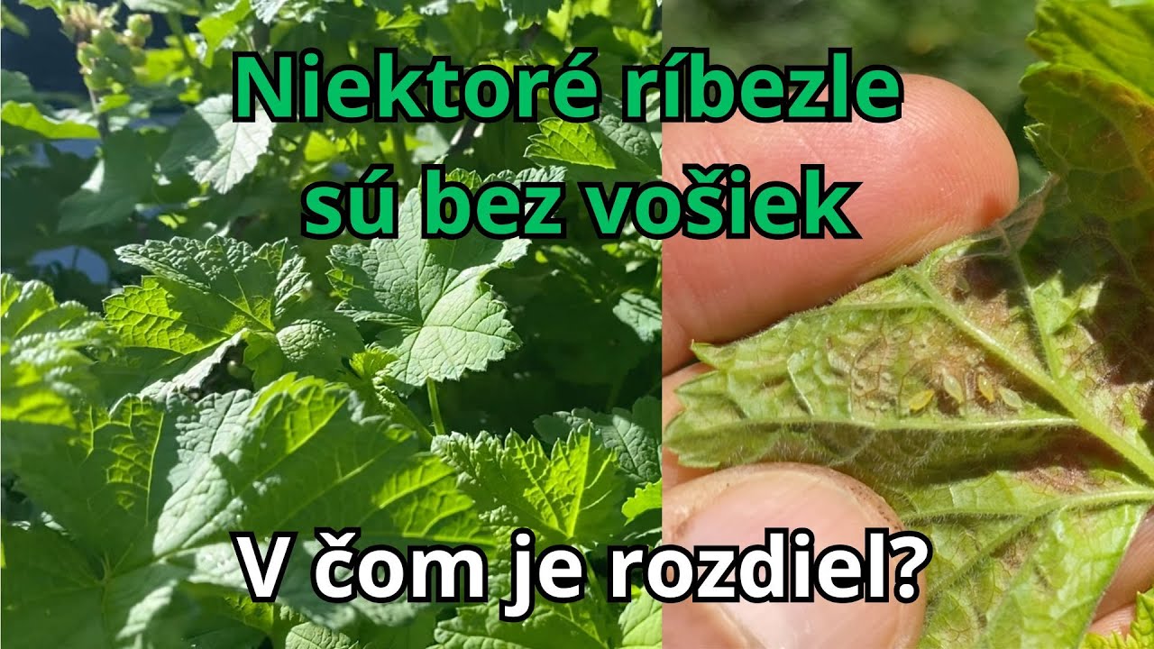 Vošky na ríbezliach – Prečo ich v jednej časti záhrady nemáme