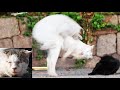 全世界で7631万再生されているボス猫が猫を助ける野良猫の感動猫動画はこちら 現在のボス猫の様子 お薬と動物病院専用エネルギーちゅ~るたくさん食べた