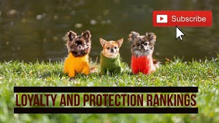 Top Small Dog Breeds : The Most Loyal and Protective Breeds?