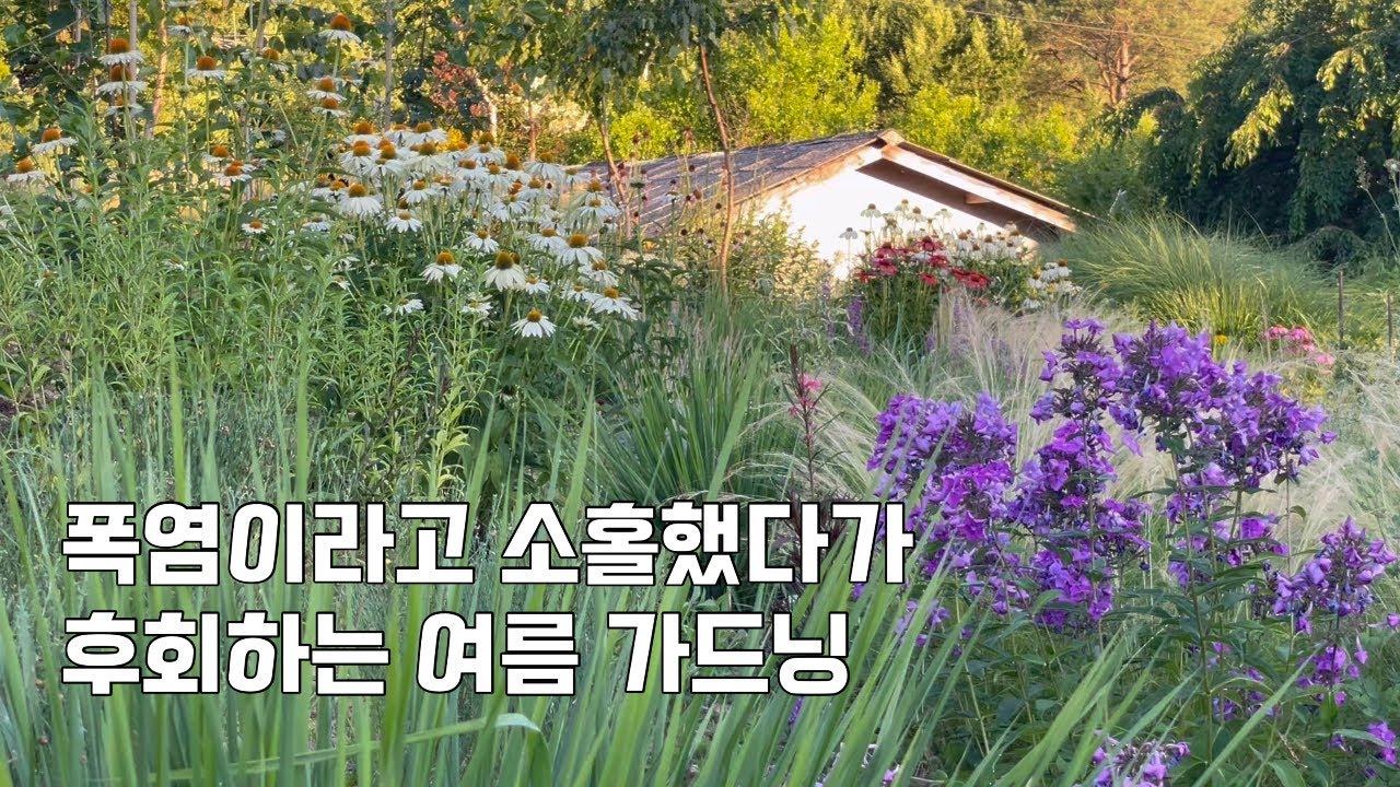 덥다고 방치하지 말고 내년정원을 계획해요 | 여름정원, 아름다운 여름꽃밭