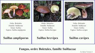 Fungus, ordre Boletales, famille Suillaceae suillus des jaune caerulescens placidus reticulatus