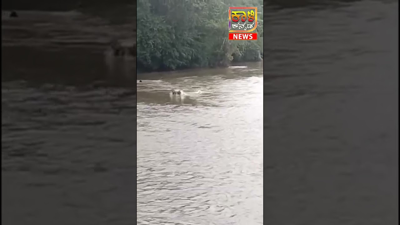 Live Crocodile attackOn Deer at Kali River Near Bailpar Bridge 