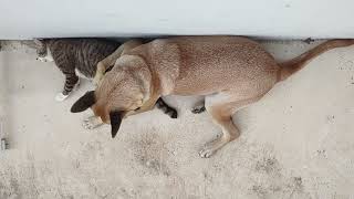Dog Eats The Cat. Our Young Dog And Our Cats Are Fighting Each Other. Just For Fun. Cat Trusts Him
