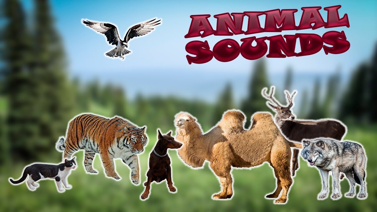 Sounds of wild animals, farm animals: hippo, wolf, zebra, horse ...