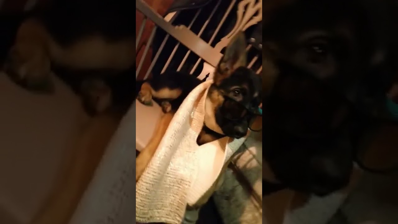 dog Fashion Week 🐶💖📸