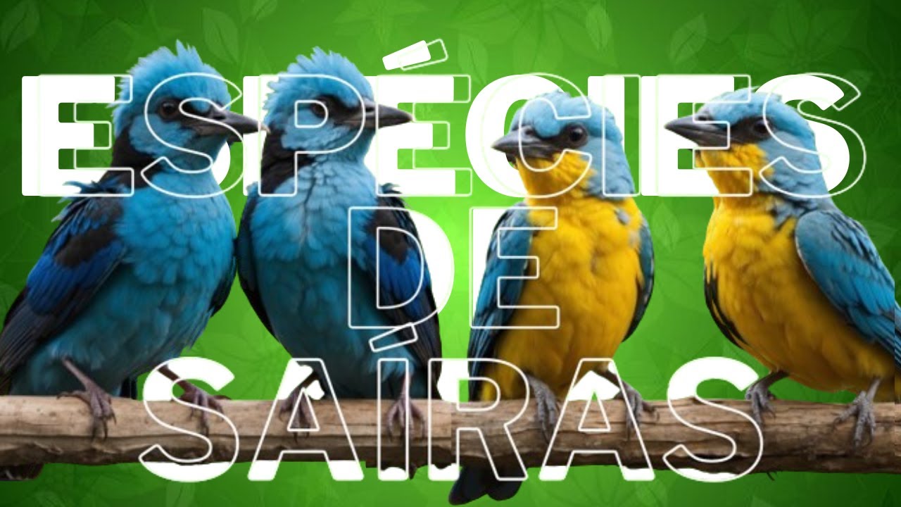 Explorando a Fascinante Vida das Aves Saíras: 5 espécies magníficas de saíras