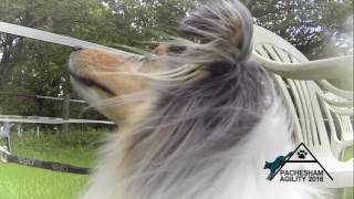 Pachesham2016 YouTube