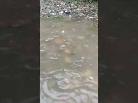 Sabah yağmurdan Günaydın ⛈️ Bu sene yağmura doydu mu toprak 🤔 #yağmur #sağanakyağış #günaydın #doğa