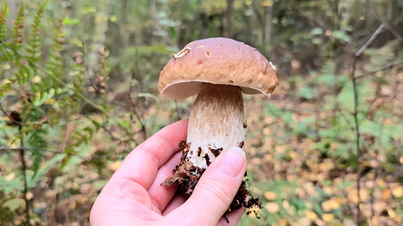 Grzybobranie w północnej Anglii | Wysyp grzybów w październiku 