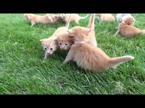 Hewan Peliharaan Kucing Lucu Imut Kucing Comel Kucing Lucu Youtube Hewan Peliharaan Kucing Lucu Imut Kucing Comel Kucing Lucu Youtube