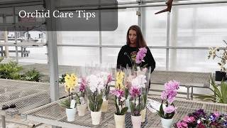 Orchid Care and Watering Tips (No Ice Cubes) From Rohr's Nursery