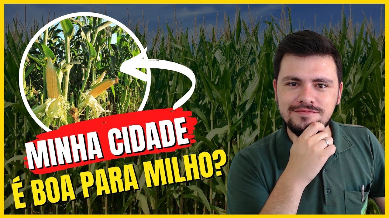 Sua Cidade é boa para PRODUZIR MILHO?