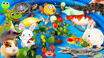 Bạn Thỏ Đi Chơi Ăn Cà Rốt Bắt Cá Sấu, Cua, Cá Koi, Trứng Khủng Long, Rùa, Chuột, Nhím