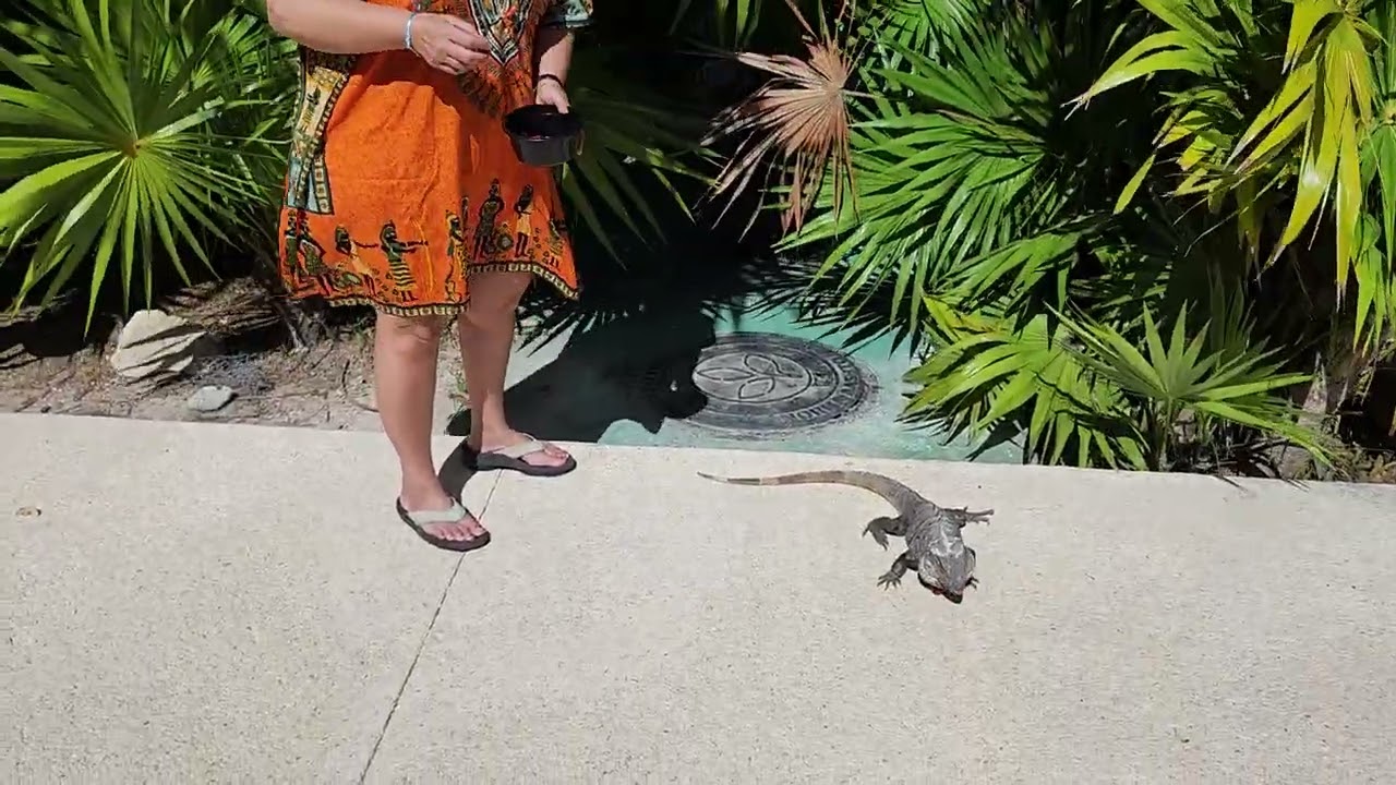 Feeding the hungry cancun's iguana at Yucatán hotel, Mexicoطعام الاجوانة الجاءعة بفندق يوكاتان.   