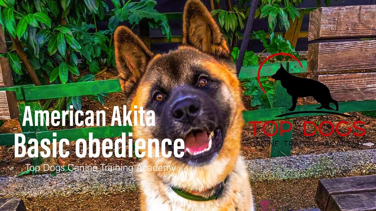 Αμερικανικό Ακιτα πριν και μετά την εκπαίδευση αντιμέτωπο με σκύλους γάτες μηχανάκια