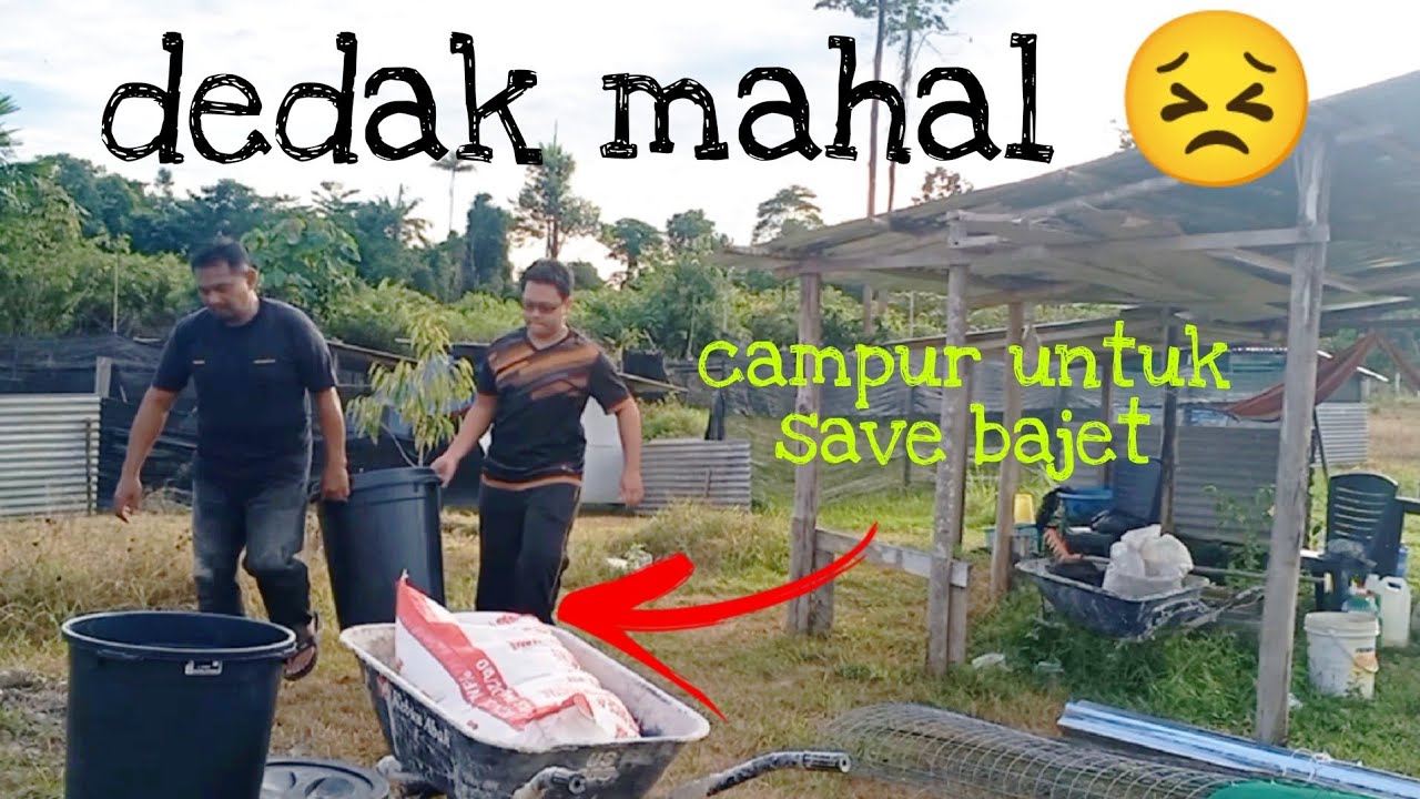 [Episod422] edisi jimat : tak mampu jamu dedak saja, ni cara mudah 'tipu' makanan itik dan ayam..😅😅