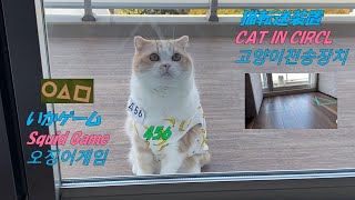 #いかゲーム＃오징어게임 ＃Squid Game🔺Cat In Circle 猫転送装置 고양이 전송장치 screenshot 1