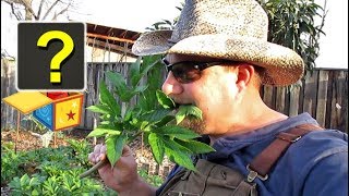 Growing Ashitaba, The Nutrient Powerhouse | Plus Bonus Surprise Footage!!