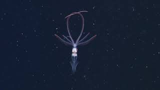 "Species", Stefano Mancuso, Xiana do Teixeiro and Emilio Fonseca. A Vocabulary for the Future