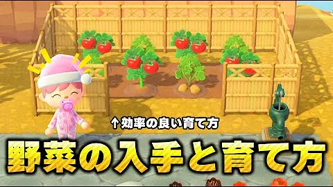 あつ森 絶対失敗しない 野菜畑 を作ろう 知らないと損する入手方法や育て方を詳しく紹介 あつまれどうぶつの森 