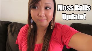 Moss Balls Update!
