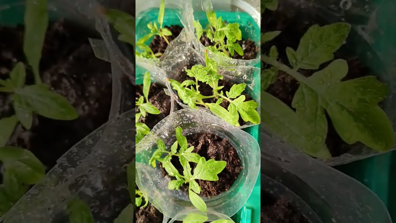 северная малютка🍅