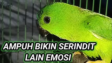 Suara serindit gacor memanggil || pancingan ampuh bikin serindit lain emosi