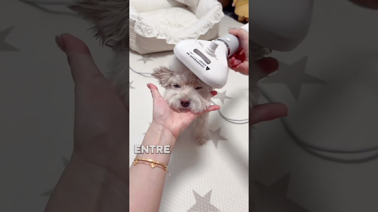 CACHORRO FEDIDO NÃO PRECISA DE BANHO! 