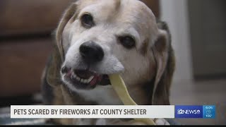 Valley shelters looking for owners after influx of lost pets during July 4th weekend