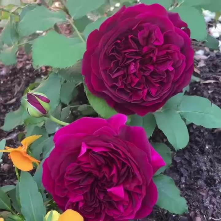 Princess Alexandra of Kent