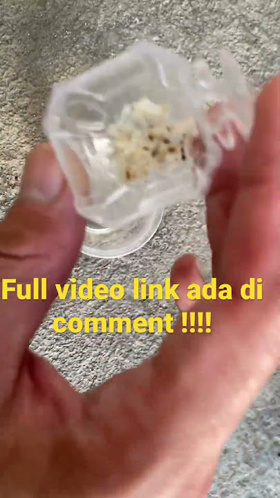 Mengajari pijantung/kolibri agar mau makan kroto #PijantungGunung #Kolibri