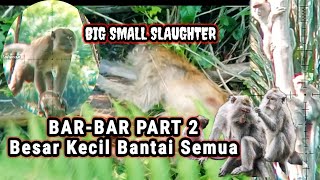 BERBURU🐒‼️REDUCING THE NUMBER OF PESTS IN OIL PALM PLANTATIONS‼️ PEST CONTROL