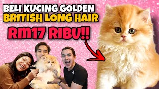 BELI KUCING GOLDEN BRITISH LONG HAIR DARI RUSSIA YANG BERHARGA RM17 RIBU!! BERBALOI KE DENGAN HARGA?