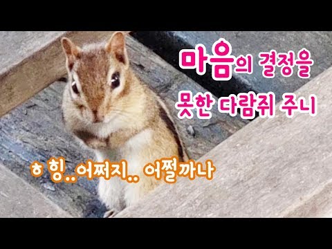 [ENG] 마음의 결정을 못한 주니 Chipmunk Joony Has Not Made A Decision Yet