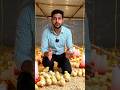 गांव में खोला नया मुरगी फार्म | Desi Chicken Farm 🐔🥚 (AI Video)