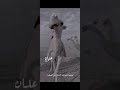 يالذت ايامي ياكل المغريات