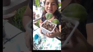 Ya aclimatadas ahora toca transplantar ¿vamos entonces?👇🍀🌱#jardin #hoyas #sustrato