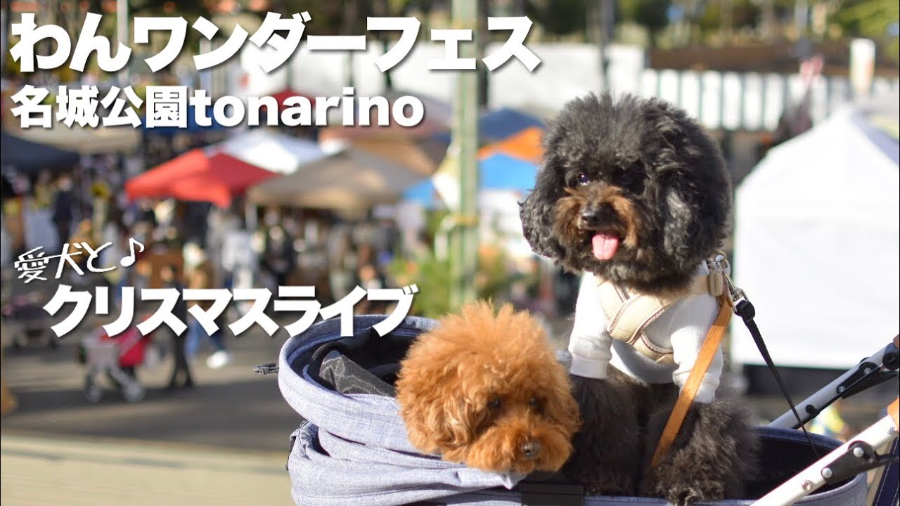 わんワンダーフェス 名城公園トナリノ 愛知県名古屋市 美味しい試食をしまくる犬 トイプードル Youtube