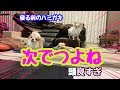 犬だけど自分から歯を磨く準備を始めるチワワ【犬の歯磨き】
