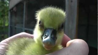 Baby Gosling Chirping