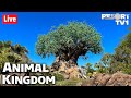 🔴Live: A Wild Time at Disney's Animal Kingdom - Walt Disney World Live Stream - 4-1-22