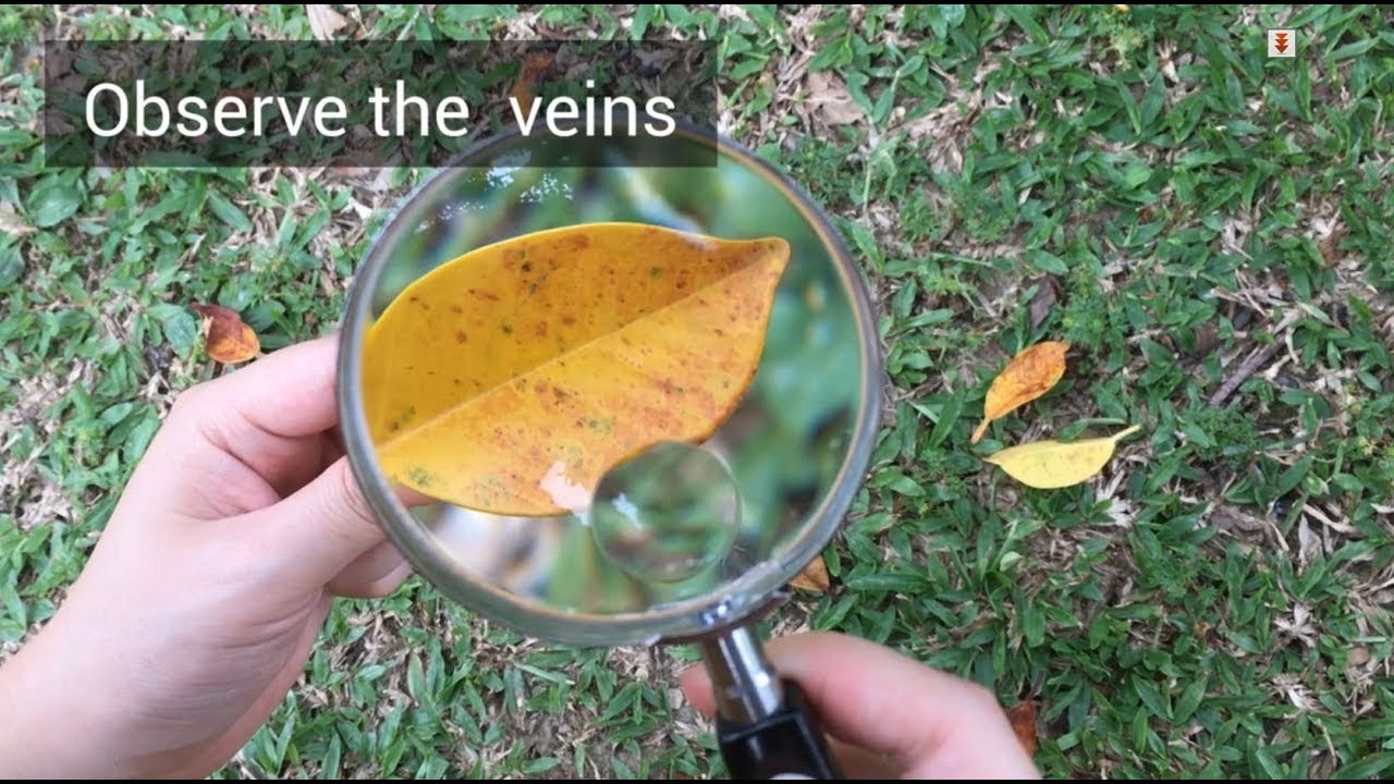 Handheld Magnifying Glass With Metal Frame -8025