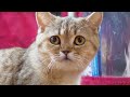 Могут ли кошки распознавать эмоции человека?