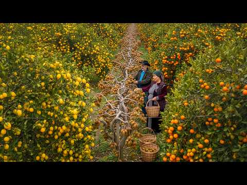 We Don't Buy Food Anymore | Living Off Wild Rivers and Mountain Gardens