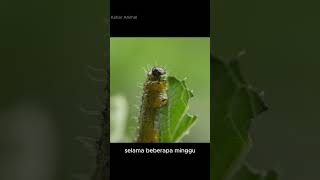 Dimakan dari Dalam! Siklus Hidup Tawon Parasitoid 🦟 #facts #faktaunik #youtubeshorts #hewan
