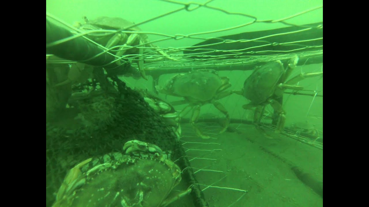 Ocean Crabbing Newport, Oregon (2/4)