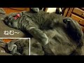 むにゃむにゃ (ZZZ) (ロシアンブルー RussianBlue)